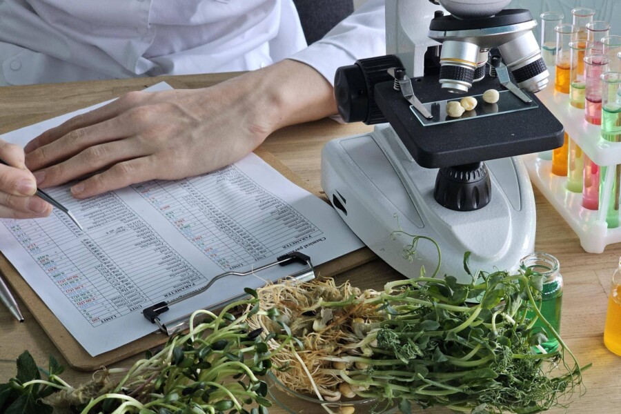 Czym zajmuje się biotechnologia tradycyjna w codziennym życiu?